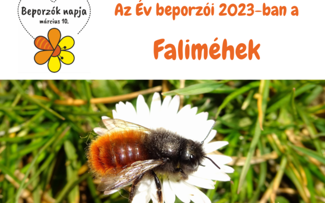 Faliméh fotója és a Beporzók napja logója szöveggel: Az Év beporzói 2023-ban a faliméhek