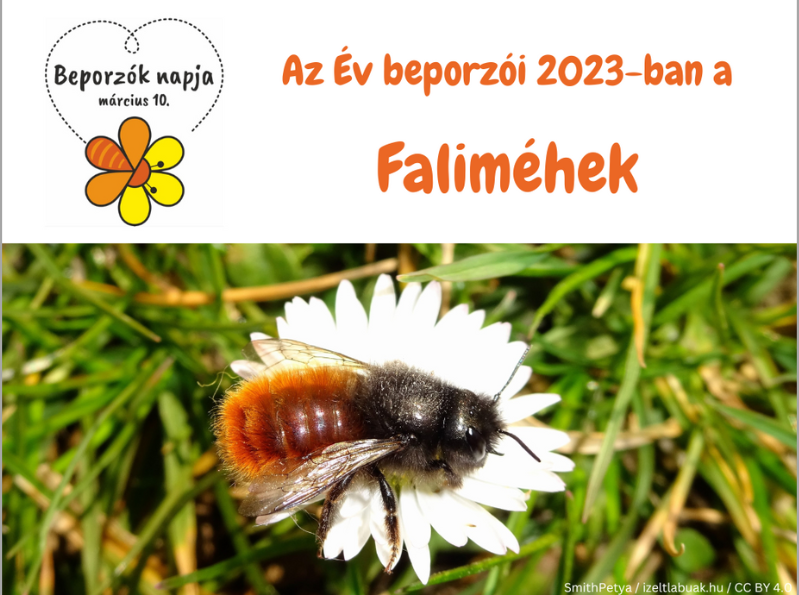 Faliméh fotója és a Beporzók napja logója szöveggel: Az Év beporzói 2023-ban a faliméhek