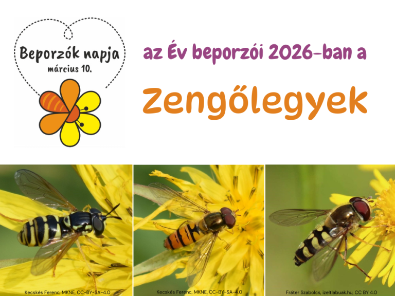 3 zengőlégy faj fotója szöveggel - az Év beporzói 2026-ban a Zengőlegyek